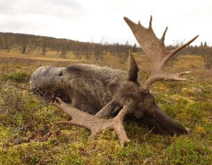 Ӣ��������ո���Ұս����Ų�����ҹ�԰�ṩѱ¹����ţ����ţ�����Ի