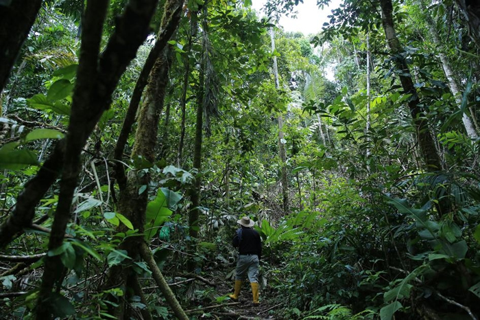 科学家们在厄瓜多搜寻马铃薯、茄子、稻米和番薯的野生近缘种。 PHOTOGRAPH COURTESY L.M. SALAZAR, CROP TRUST
