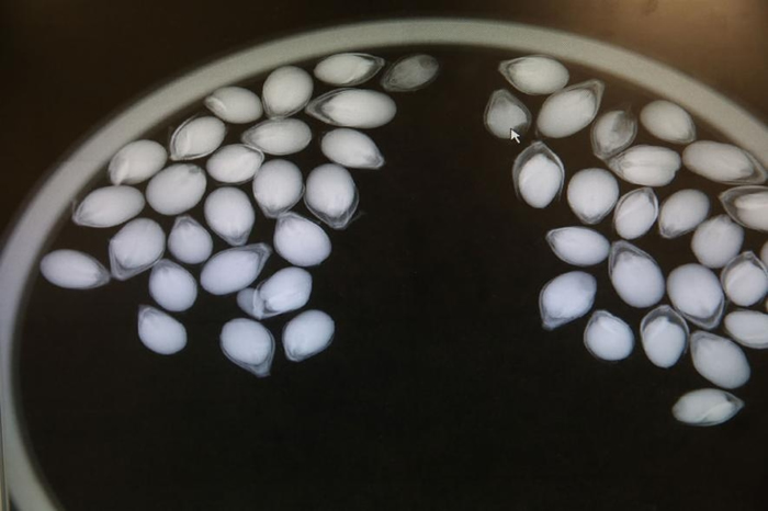 一张种子的 X 光照片。 PHOTOGRAPH COURTESY CROP WILD RELATIVES