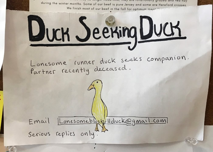 母鸭丧夫闷闷不乐 美国缅因州男子海报寻“鸭婿”