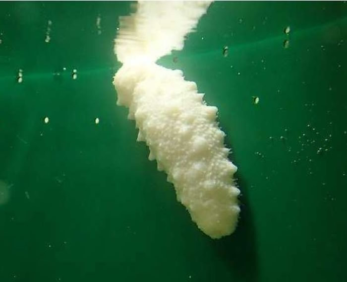 20万只才会有1只!日本三重县志摩市水族馆收到渔民捕获到的罕见“白海参”