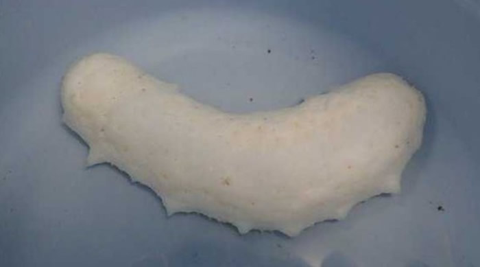 20万只才会有1只!日本三重县志摩市水族馆收到渔民捕获到的罕见“白海参”