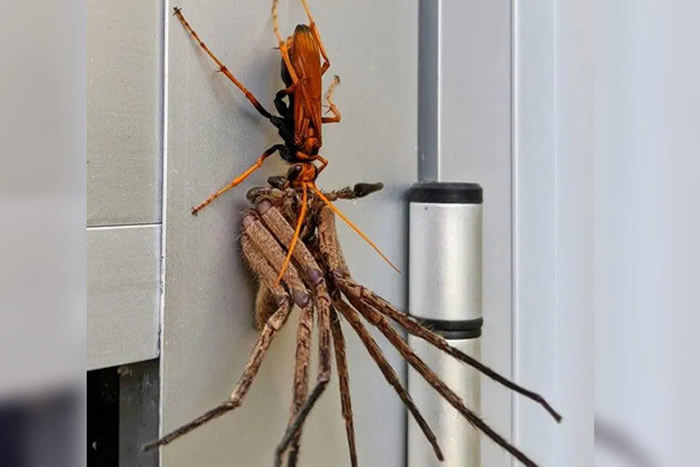 澳洲悉尼住宅橘色蜘蛛黄蜂捕食比它还大的猎人蜘蛛