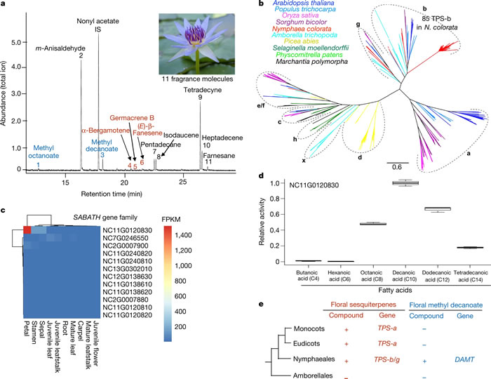 Nature发表福建农林大学张亮生课题组的研究论文《睡莲基因组和早期开花植物进化》