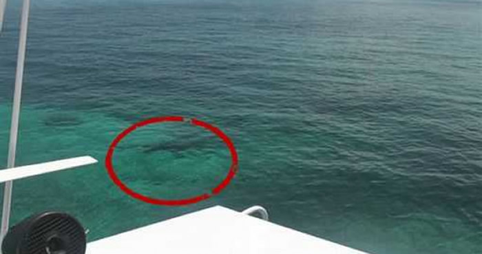 美国女大学生到大西洋岛国巴哈马“猪猪岛”浮潜 遭数只鲨鱼围攻“五马分尸”惨死