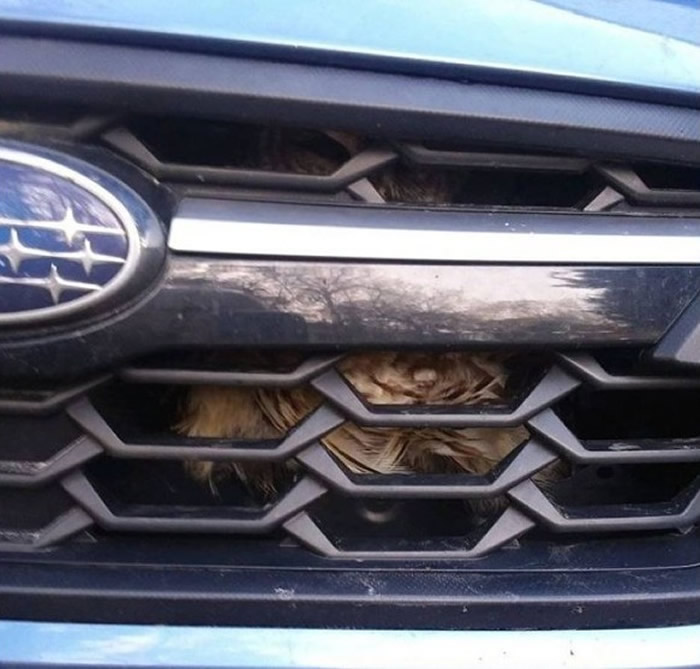 ���ո˲ء����ࡱèͷӥ �����������о�Ԯ��֯