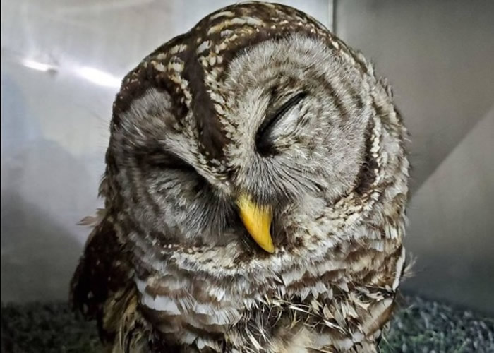 ���ո˲ء����ࡱèͷӥ �����������о�Ԯ��֯