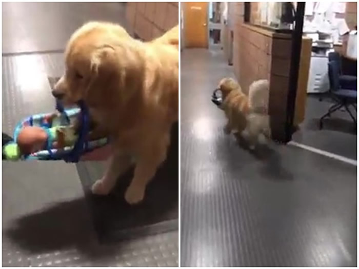 ɵ�����İ��͵��߱�ץ�����š�