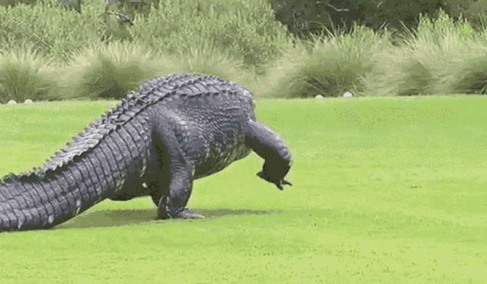 �����ϼ��ݸ߶����򳡾޴������������ һ��С¹ȫ��ɵ