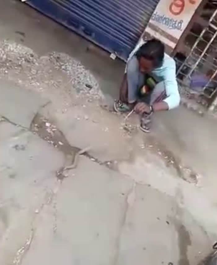 印度捕蛇者抓住眼镜蛇后想去亲吻蛇嘴 结果被咬住嘴唇