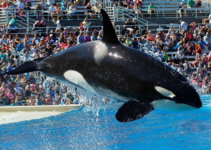 圈养不人道 美国佛罗里达州“奥兰多海洋世界”将取缔杀人鲸表演节目