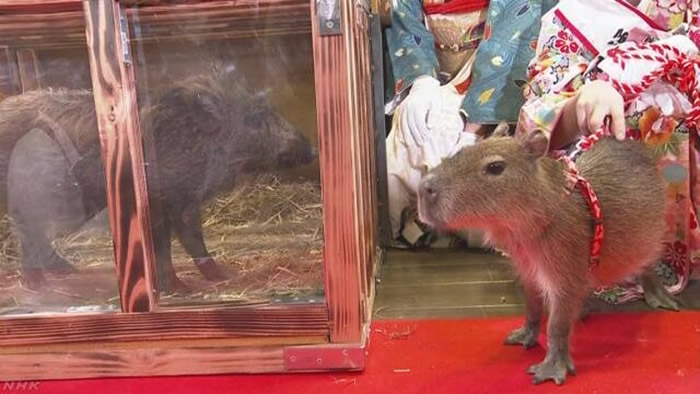 通天阁出动野猪(左)及水豚(右)。