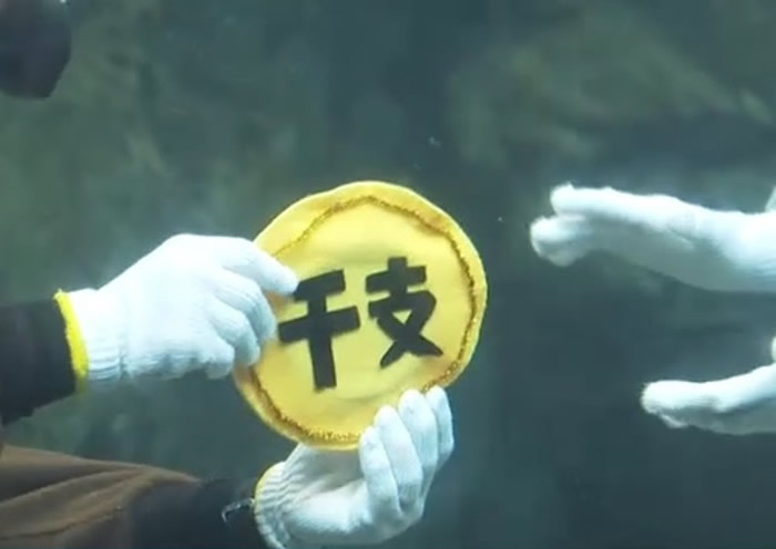 潜水员交换写有“干支”的黄牌。