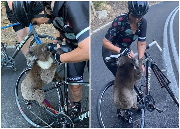 澳州南部阿德莱德山区树熊路中央“拦路” 口渴爬上单车求水
