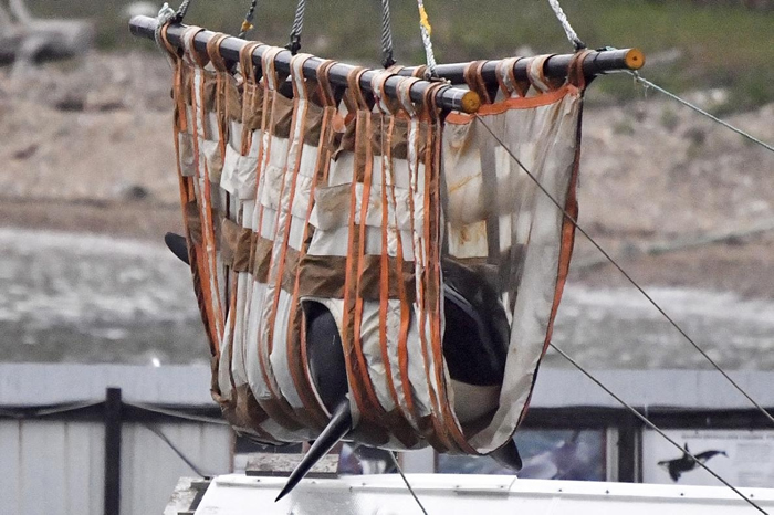 ���⵽��׽�����ڽ���ġ���������������º󣬽���һ��ͷ�����뻢���ط�Ұ�⡣ ����Ƭ��ʾ����һͷ���������Ե�������׼�����������ο˺���Ұ�ŵص㡣 PHOTOGR