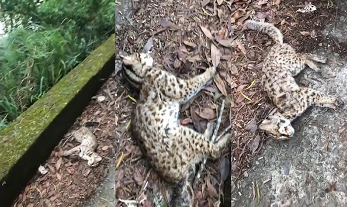 ̨���������循��Сʯ��ʬ��