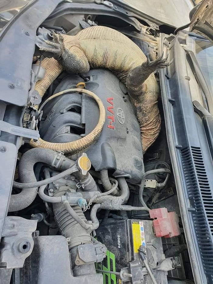 泰国男子跨年发现车子发不动 打开引擎盖发现巨大蜥蜴在里面呼呼大睡