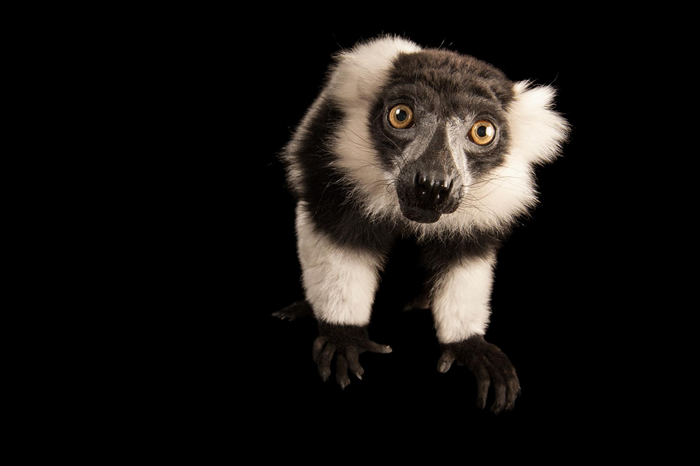 内布拉斯加州林肯儿童动物园中的白颈狐猴(Varecia variegata)正在窥视镜头。 PHOTOGRAPH BY JOEL SARTORE, NATION