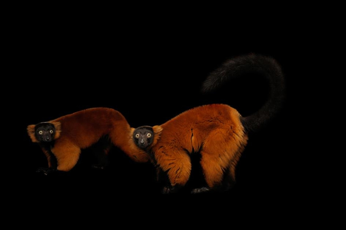 伊利诺伊州布卢明顿的米勒动物公园中呆愣的红领狐猴。 PHOTOGRAPH BY JOEL SARTORE, NATIONAL GEOGRAPHIC PHOTO