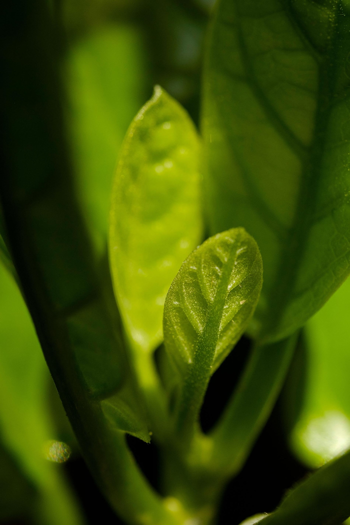 这油亮的绿叶能在新西兰本岛上几百株人工栽种的凯科玛寇木(kaikōmako, 学名为Pennantia baylisiana)上看到。 现存的每一棵这种树,都源