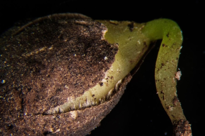 1969年一份关于新西兰离岛保育状况报告作出的结论是,长在马纳瓦塔希岛上的这棵唯一的凯科玛寇木「势必会灭绝」。 当科学家罗斯. 毕佛与苗圃主人杰夫. 戴维森成功