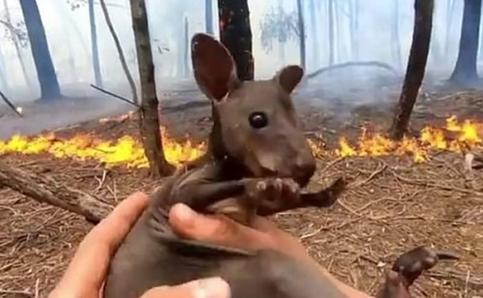 澳洲网红消防员麦克隆（Sam McGlon）火场救起小袋鼠