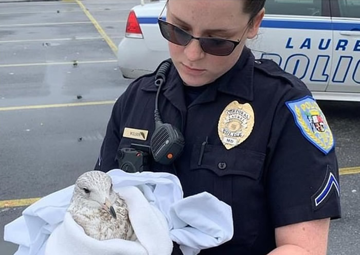 ���������������׶�10ֻ��Ÿ��ʬ¶��ͣ���� ������˾���Ա��������ٿ���ײ