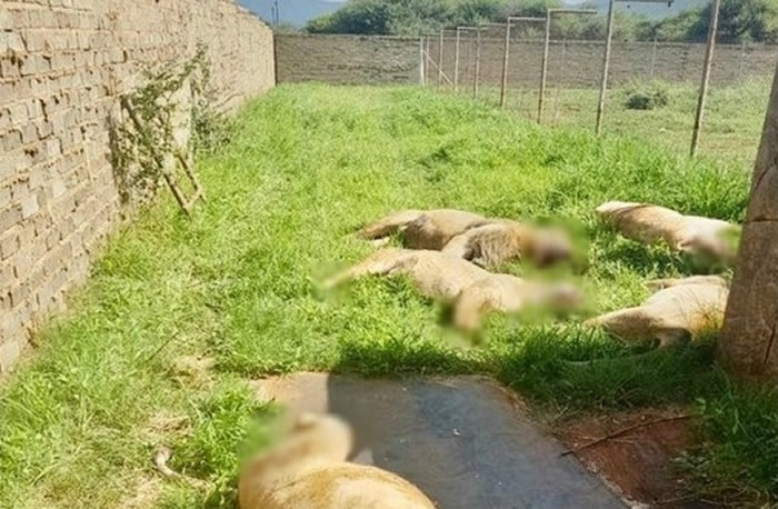 南非私人农场8只狮子惨遭杀害 脸部和爪部被割下