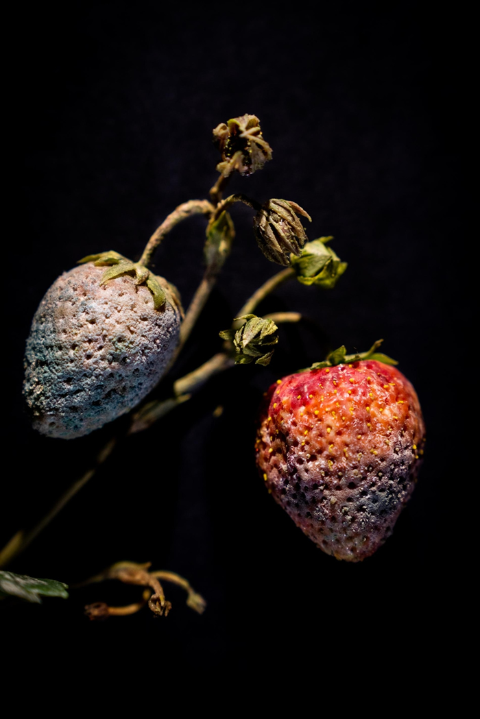 ܼ¼˲ݮ߾(Botrytis)ģ չƷڹѧĸģչչ PHOTOGRAPH BY JENNIFER BER