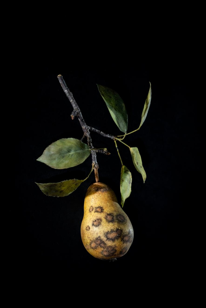 Ⱦǲpear scabӲģ͡ PHOTOGRAPH BY JENNIFER BERGLUND, THE WARE COLLECTION OF