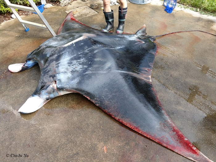 鬼福魟属的阿氏前口蝠鲼(Manta alfredi) 列入濒危保育类物种,现正预告中。 图片来源:海保署提供