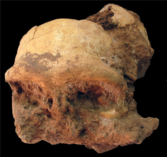 华龙洞出土古人类头盖骨