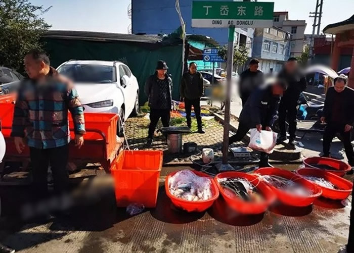 浙江温州再现柴油鱼 黑心商贩死鱼当活鱼卖