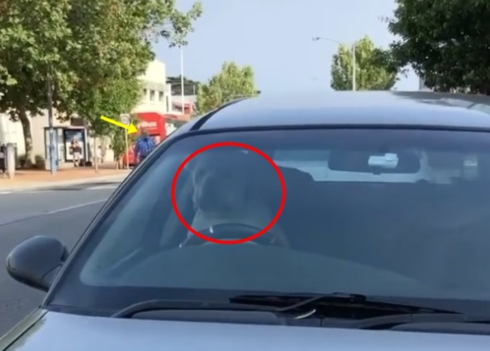 沙皮狗(红圈)坐在司机位上按响喇叭,其主人(黄箭嘴)从后匆匆走回来。