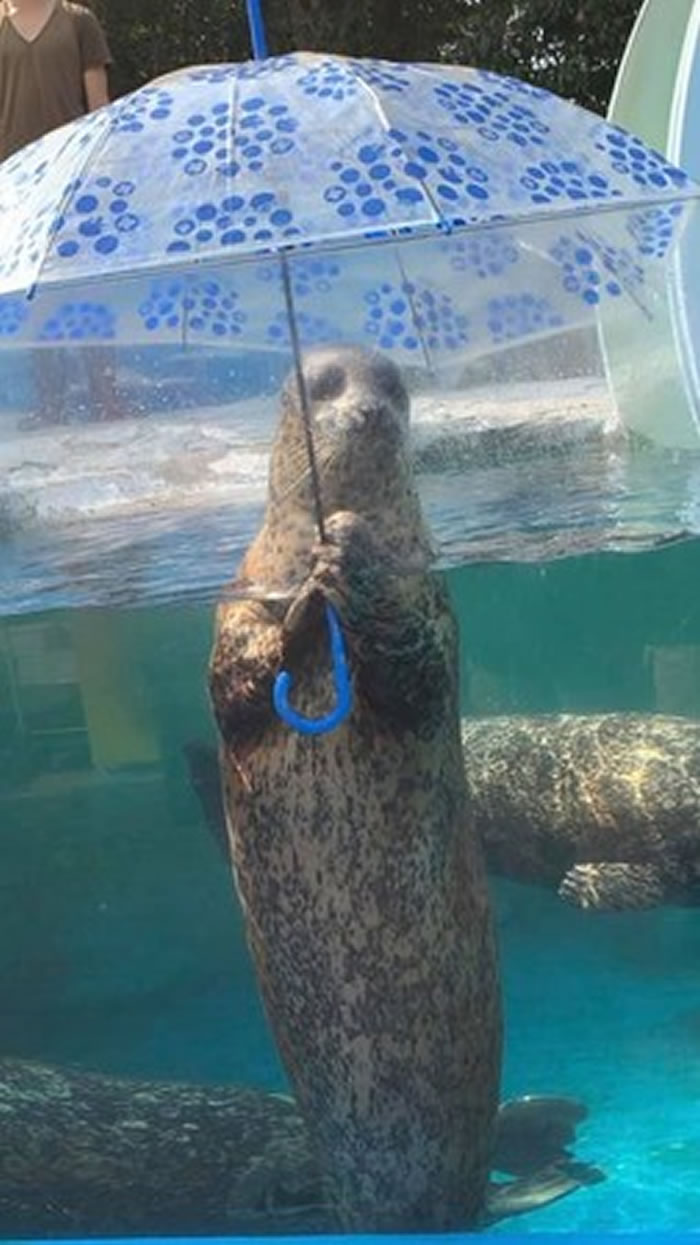 海豹表演撑伞拯救了倒闭危机的日本香川县高松市“新屋岛水族馆”