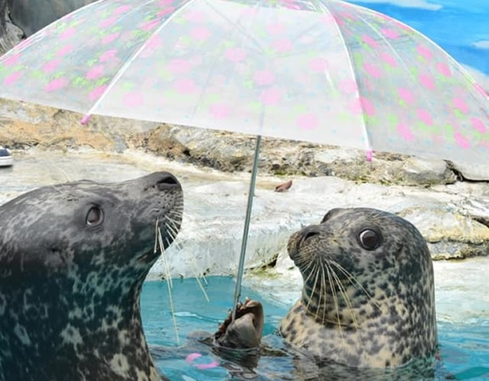 海豹表演撑伞拯救了倒闭危机的日本香川县高松市“新屋岛水族馆”