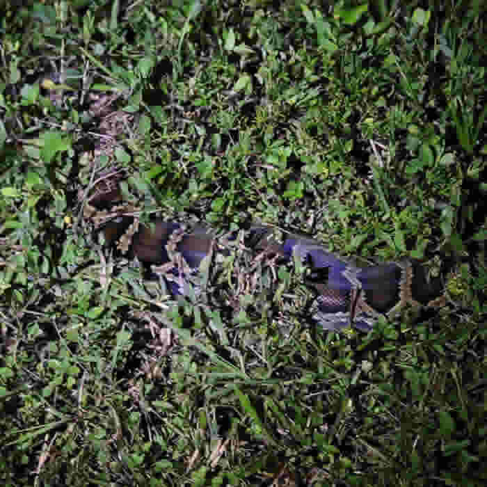 美国佛州Python Bowl 2020抓缅甸巨蟒比赛