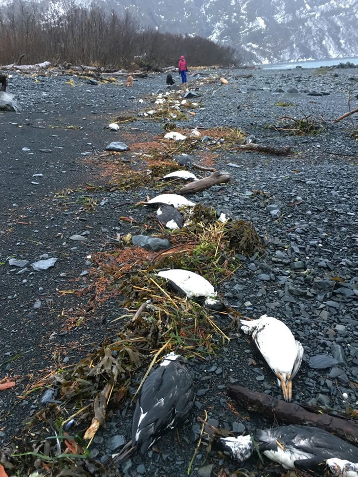 海水温度升高！太平洋出现“斑点” 100万只海鸟死亡