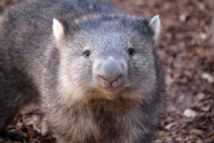 澳洲森林大火袋熊意外成为英雄 所挖地洞给其他小动物提供安全避难所