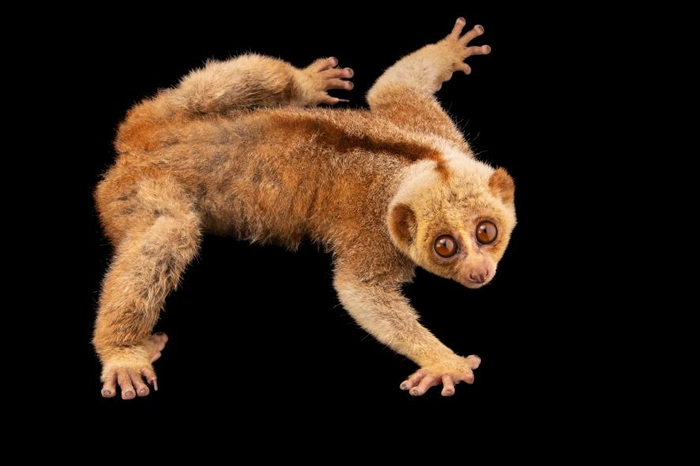 ֻϼڼկԱģϱ۵µڶҺ PHOTOGRAPH BY JOEL SARTORE, NATION