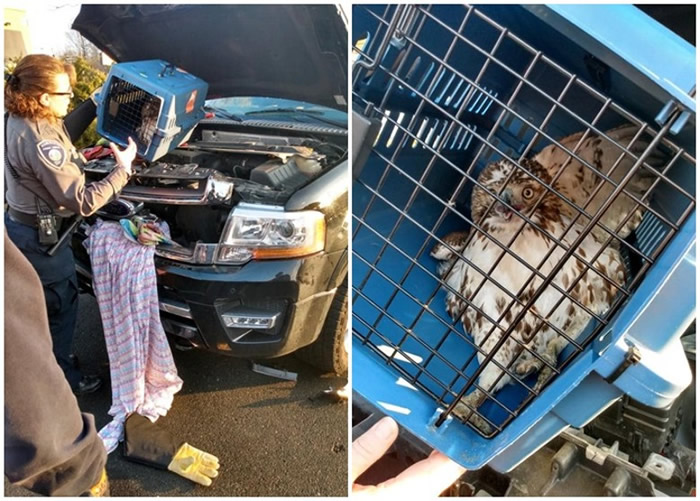 ����Ů�ӿ���ʻ�������Ҹ��ݹ�·ʱ����ײ������������ݺ�βӥ