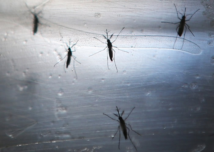 美澳科学家联手成功培育出能够抵抗登革热传播的基因改造蚊子