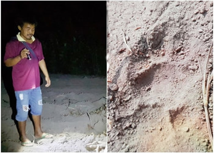 村民发现老虎留下的足印。