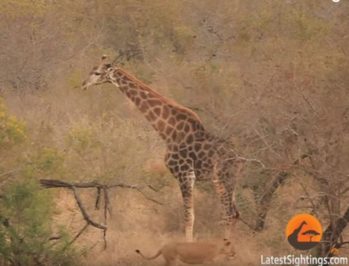 南非克留格尔国家公园长颈鹿被8只母狮包围 以为死定岂料剧情大逆转