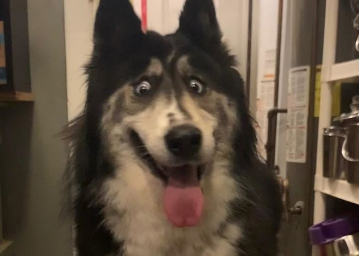 ����һֻ�������ǹ�ʿ��Ȯ�������������ۡ��⹷������ �ջ������˳谮