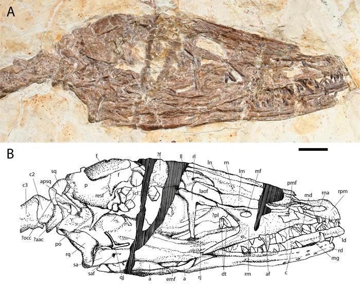 中国辽宁出土的白垩纪有羽小恐龙“舞龙”填补从恐龙进化到鸟类的化石证据空白