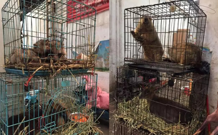 ͹״2019-nCoV人״ȾԴͷҵ ϺгҰĿع