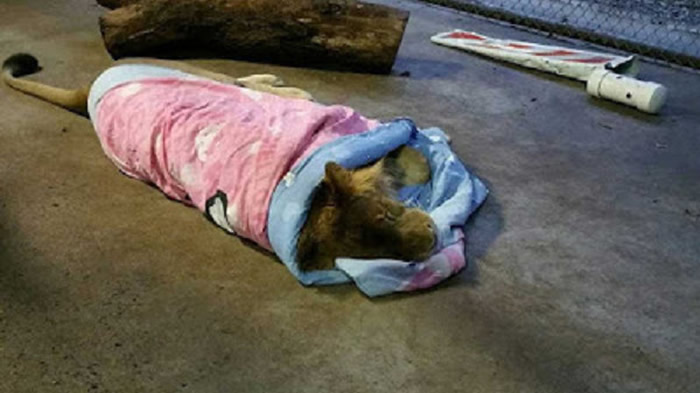 非洲狮从小开始就习惯小被被就不离身。(图/翻摄自In-Sync Exotics Wildlife Rescue and Educational Center 脸