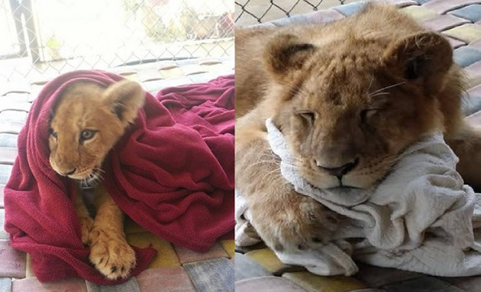 兰伯特有了毯子的陪伴找回安全感。(图/翻摄自In-Sync Exotics Wildlife Rescue and Educational Center 脸书)