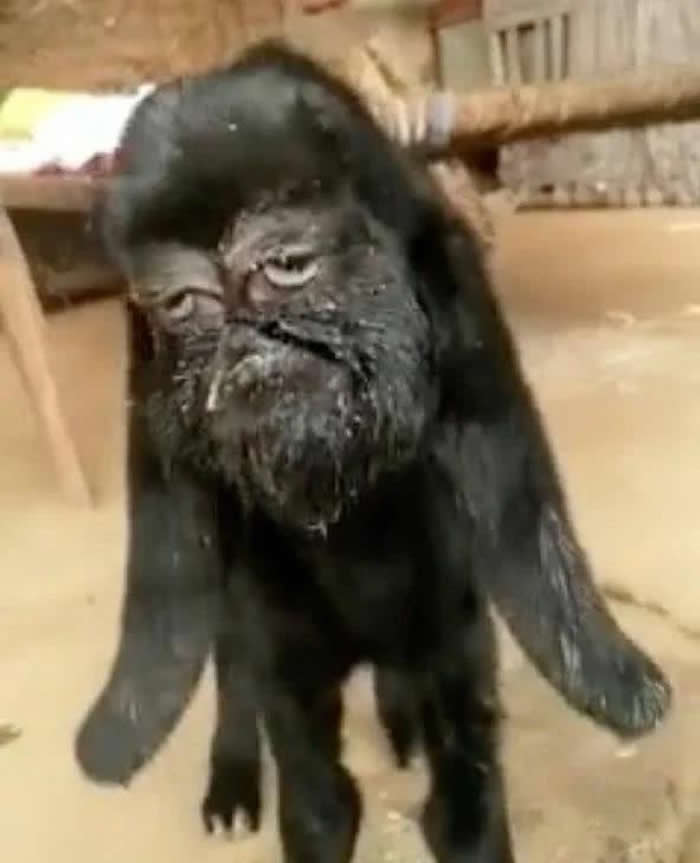 ӡ��һɽ������ ����˹̹�����ɽ�����